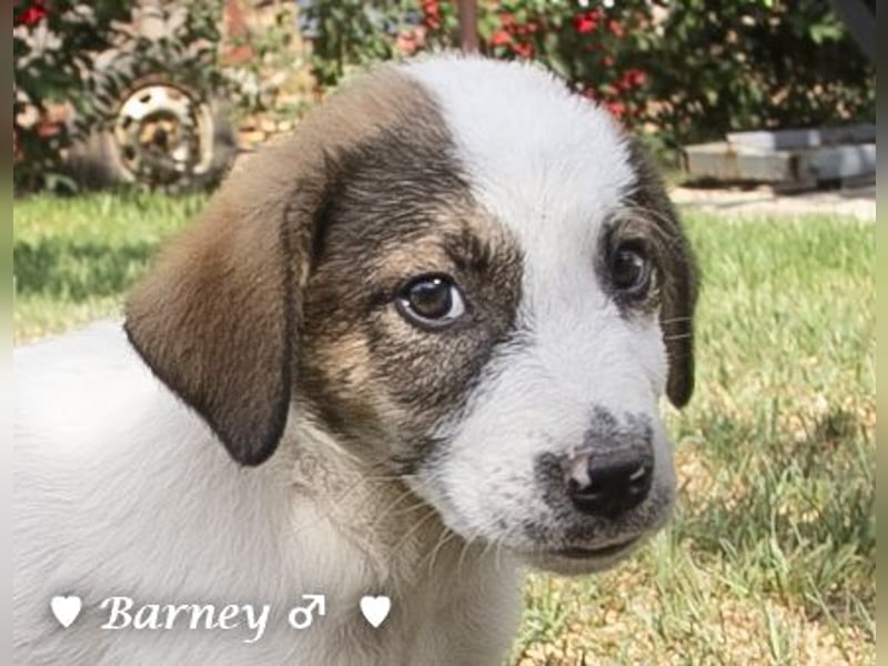 Barney, Bella, Bibi und Bina suchen ab Mitte November ein Zuhause