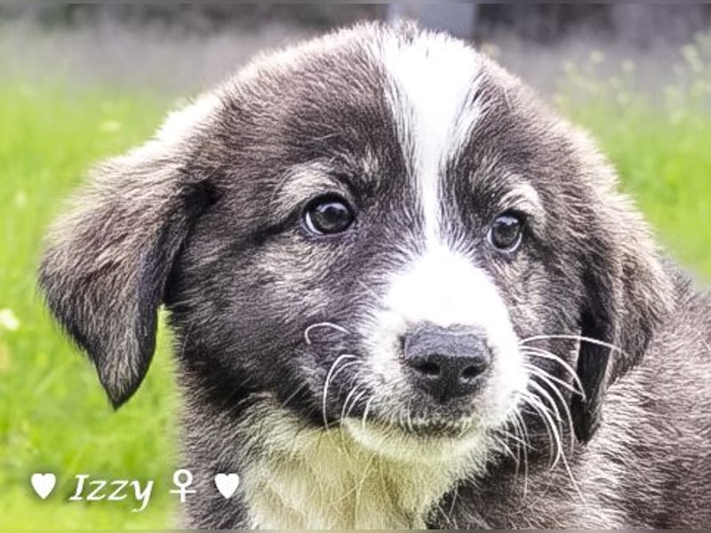 Ira, Iris und Izzy suchen ab Januar ein Zuhause