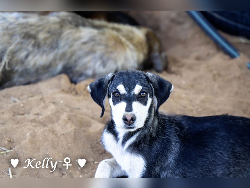 Kelly, Lucky und Brisco suchen ein Zuhause