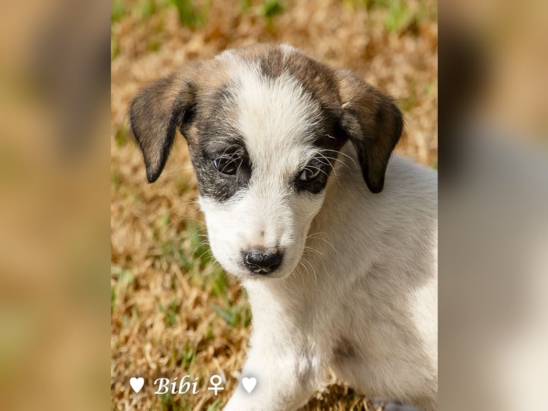 Barney, Bella, Bibi und Bina suchen ab Mitte November ein Zuhause