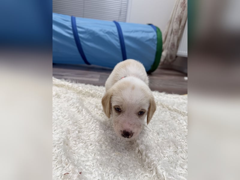 Im Westerwald zu besuchen: Zehn kleine Leben suchen ihr Für-immer-Zuhause