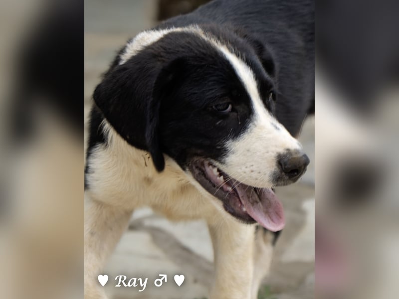 Ramon, Ralf, Randy, Ray und Raischa suchen ein Zuhause