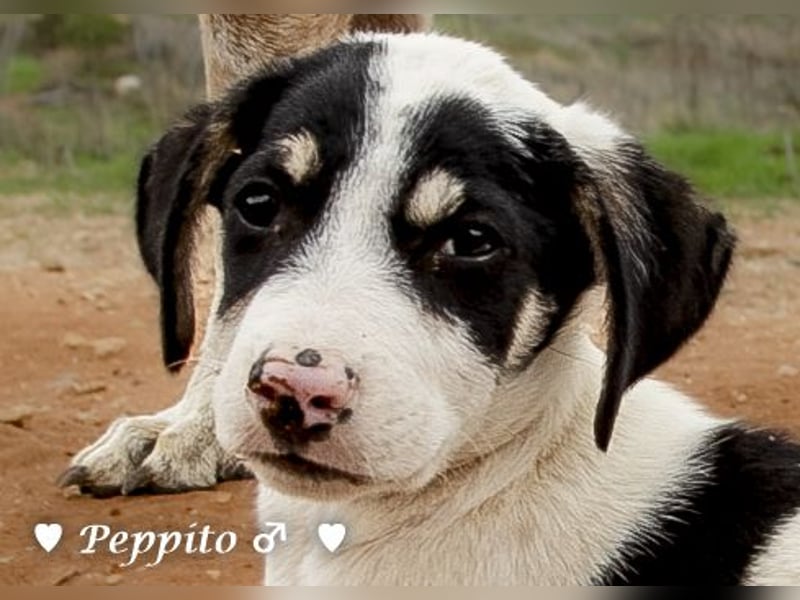 Update: Peppito  sucht ein Zuhause