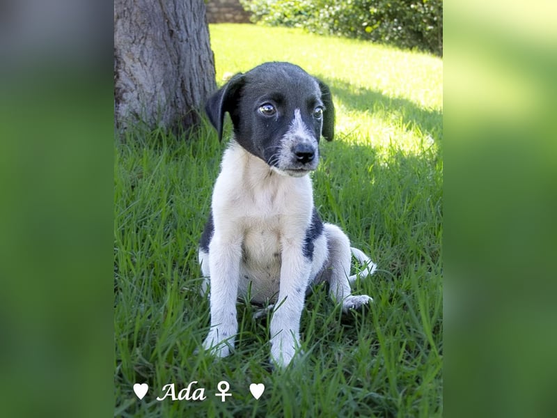 Arthur  und Argos  suchen ab Mitte November ein Zuhause