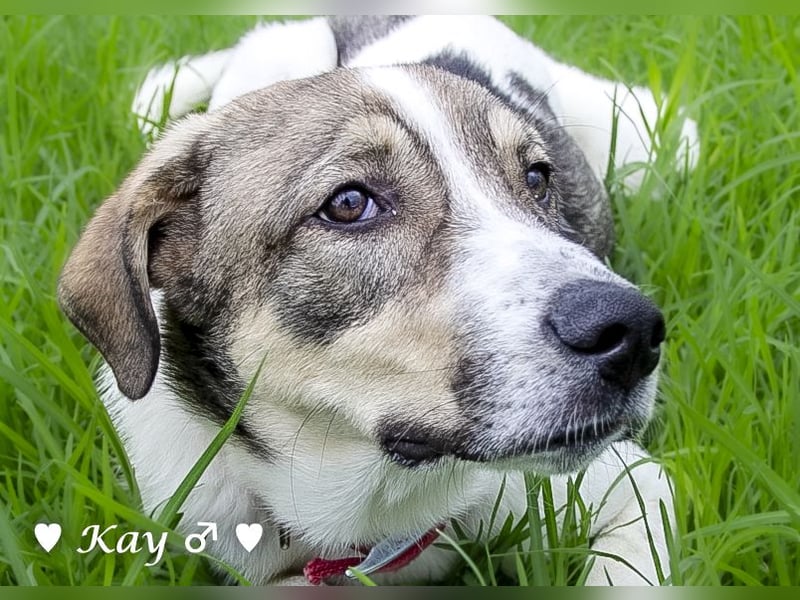 Kea  und Kay auf der Suche nach ihrer Familie