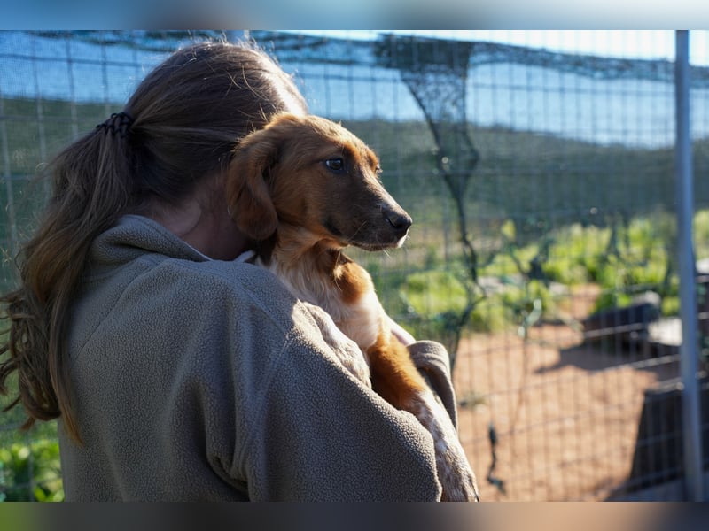 Elias, Evi, Elli und Eros suchen ab Ende März ein Zuhause