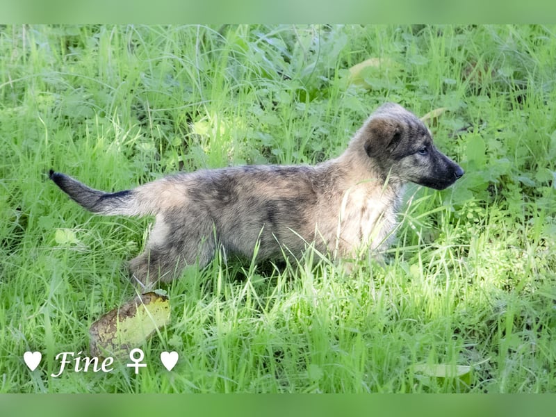 Felicita, Felix, Flori, Fanny, Frida und Fine suchen ab Ende Dezember ein Zuhause