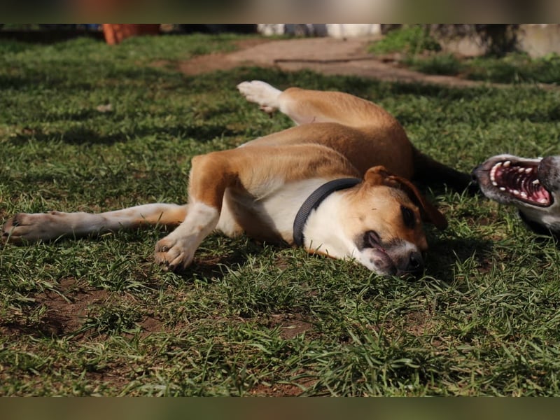 Verschmuste Familienhündin Nellie sucht ihr Zuhause - In der Südpfalz zu besuchen