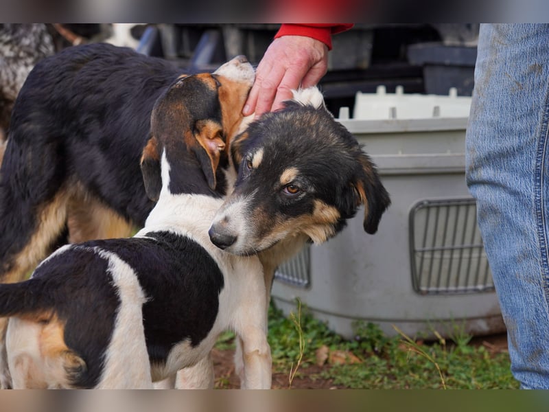 Doros, Dinos, Deri und Dex  suchen ein Zuhause