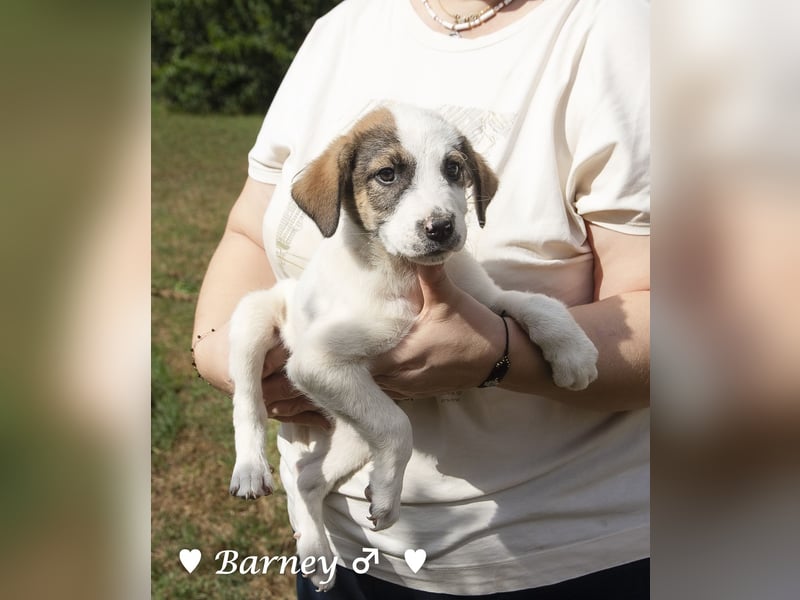 Barney, Bella, Bibi und Bina suchen ab Mitte November ein Zuhause