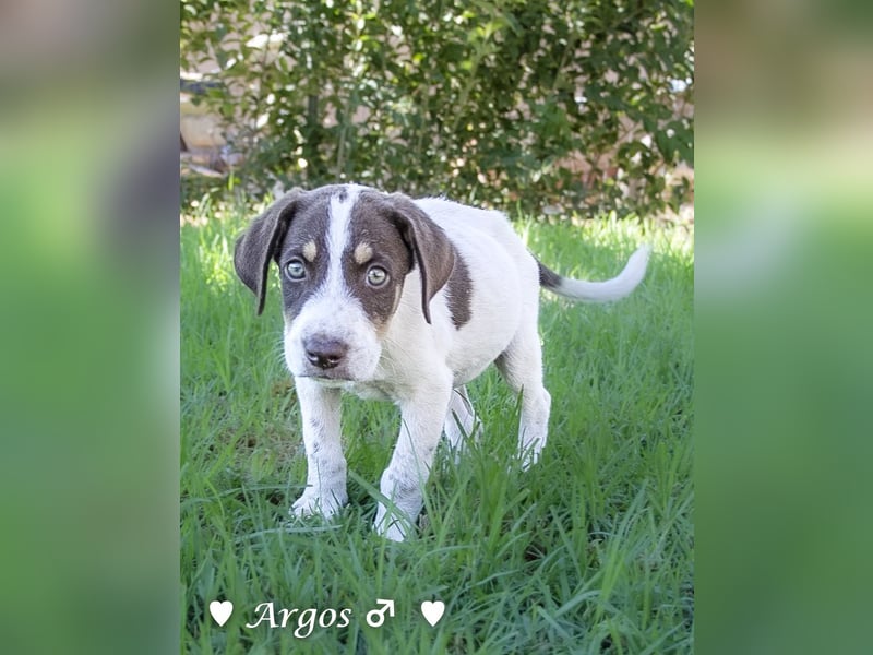 Arthur  und Argos  suchen ab Mitte November ein Zuhause