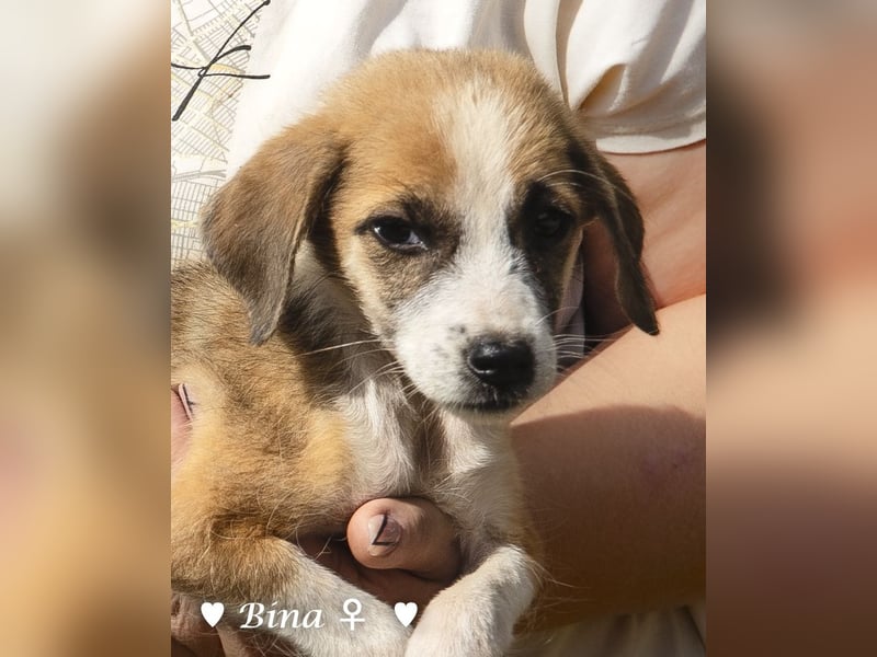 Barney, Bella, Bibi und Bina suchen ab Mitte November ein Zuhause