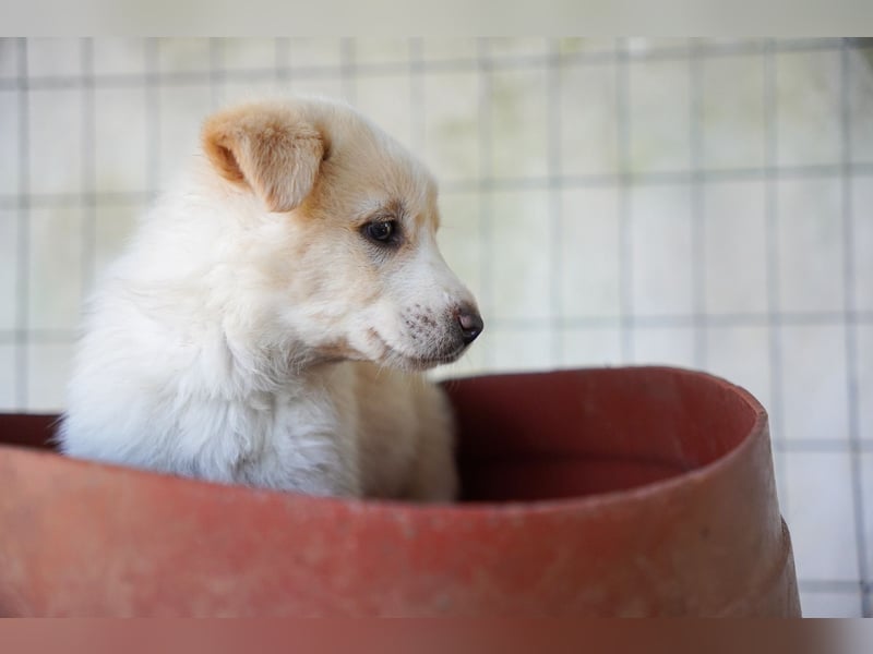 Unsere süßen Schneeflocken suchen ein Zuhause