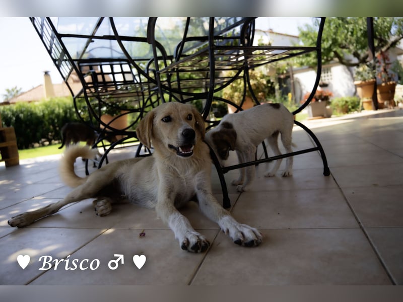 Kelly, Lucky und Brisco suchen ein Zuhause