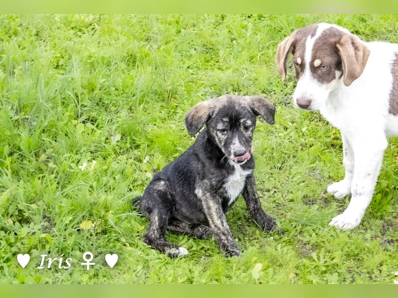 Ira, Iris und Izzy suchen ab Januar ein Zuhause