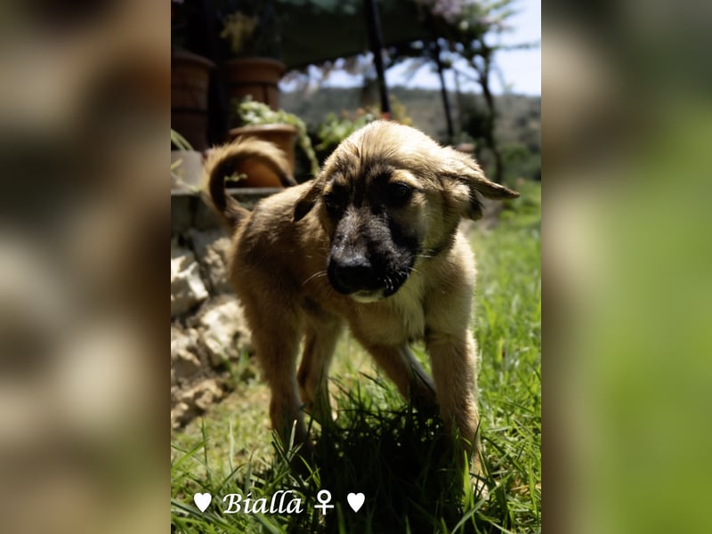 Bacardi, Biala, Babette und Bizou suchen ab August ihr Zuhause