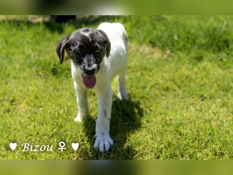Bacardi, Biala, Babette und Bizou suchen ab August ihr Zuhause