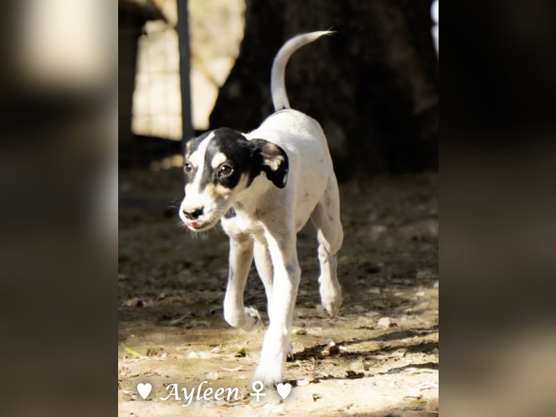 Ayleen und Layla suchen ein Zuhause