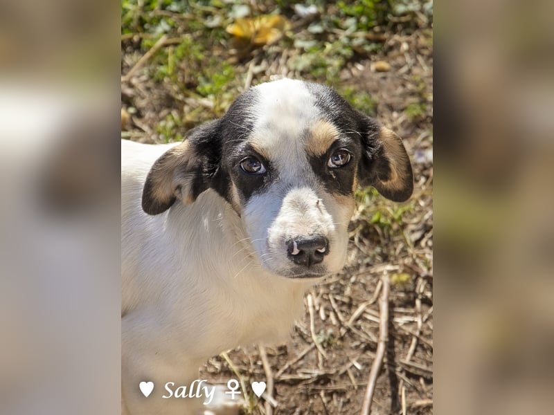 Sparky  sucht ein Zuhause