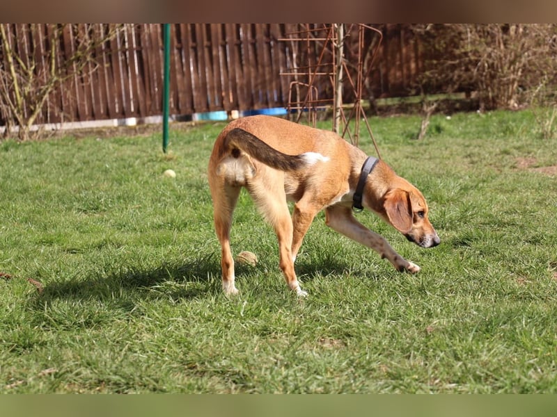 Verschmuste Familienhündin Nellie sucht ihr Zuhause - In der Südpfalz zu besuchen