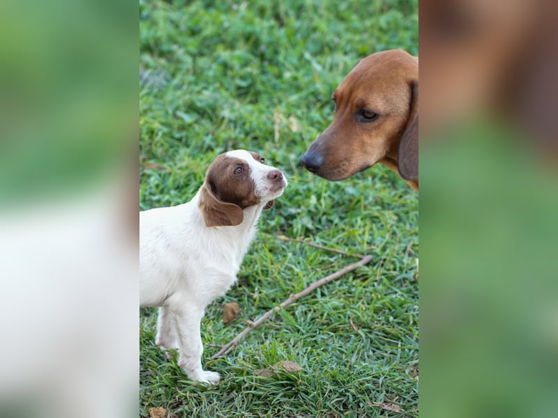 Familienhündin Luna sucht ein Zuhause