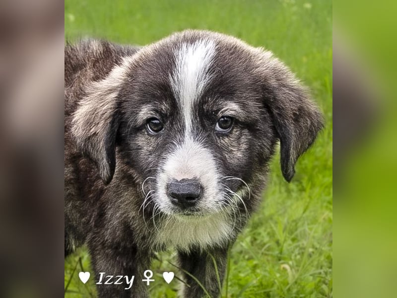 Ira, Iris und Izzy suchen ab Januar ein Zuhause