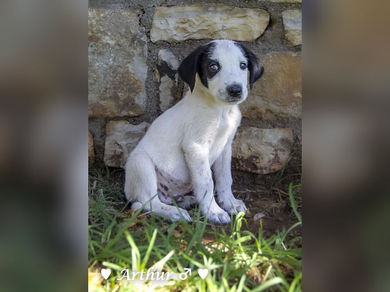 Arthur  und Argos  suchen ab Mitte November ein Zuhause