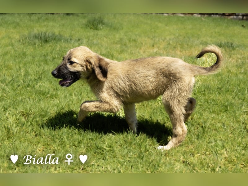 Bacardi, Biala, Babette und Bizou suchen ab August ihr Zuhause