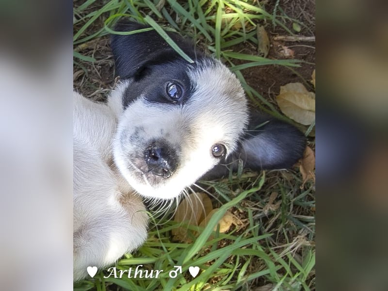 Arthur  und Argos  suchen ab Mitte November ein Zuhause