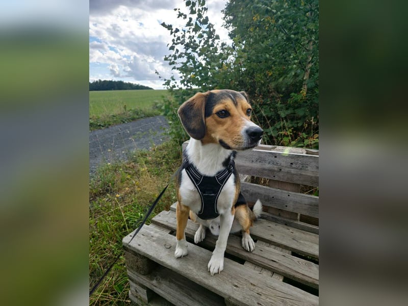 Balu - sportlich und agil