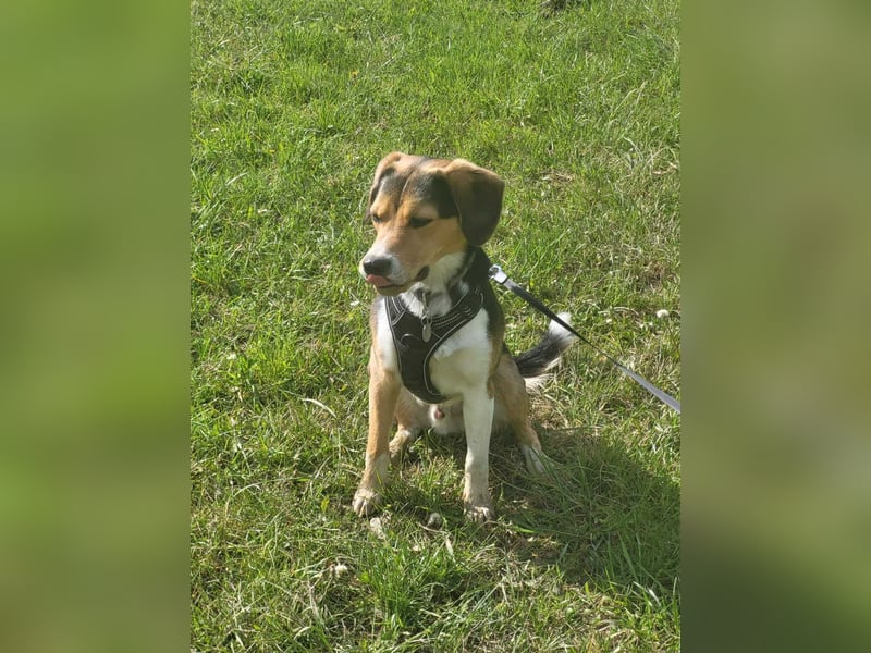 Balu - sportlich und agil