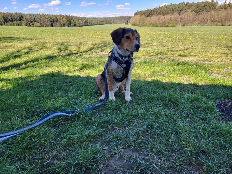 Balu - sportlich und agil