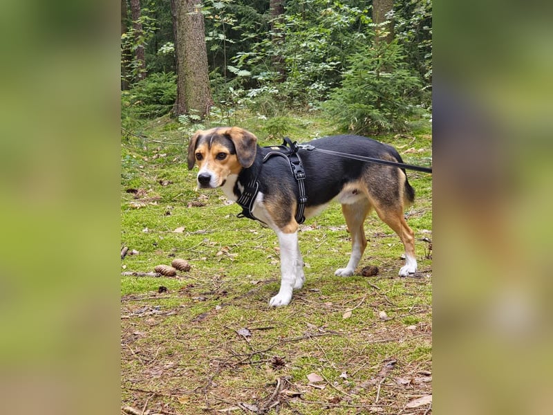 Balu - sportlich und agil