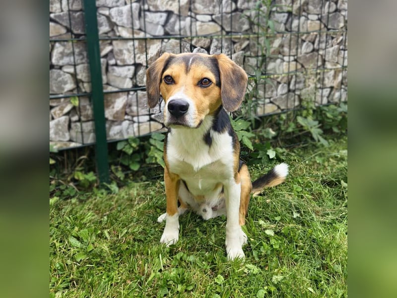 Balu - sportlich und agil