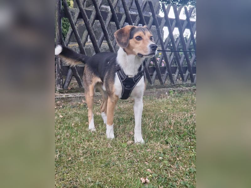 Balu - sportlich und agil