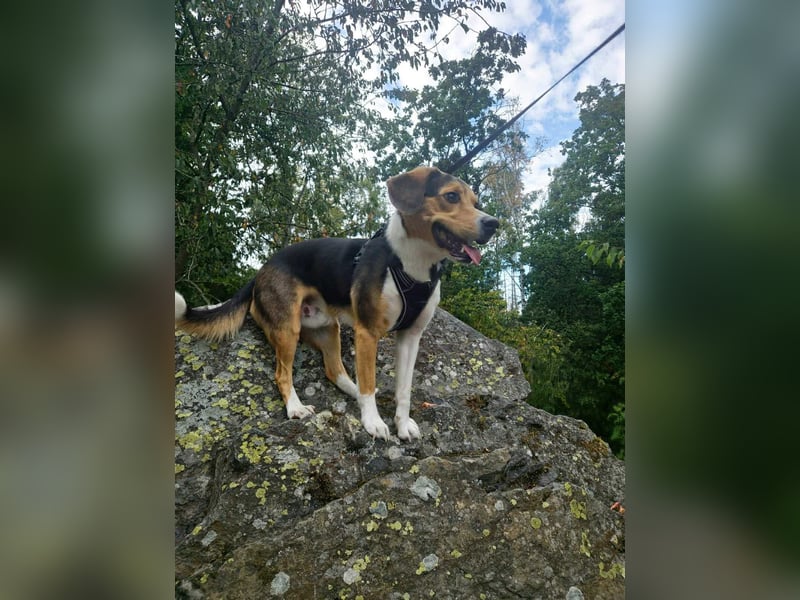 Balu - sportlich und agil