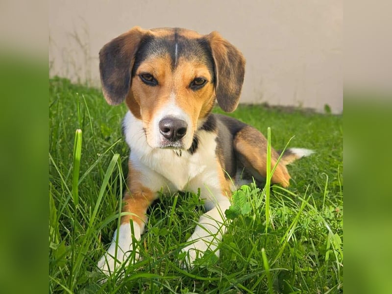 Balu - sportlich und agil