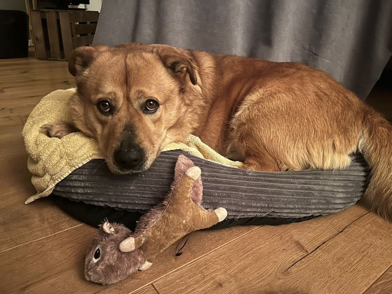 Beau - Notfall - erfahrene PS oder ES gesucht