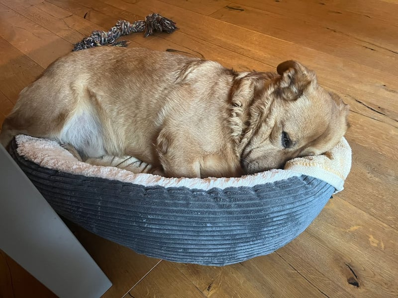 Beau - Notfall - erfahrene PS oder ES gesucht