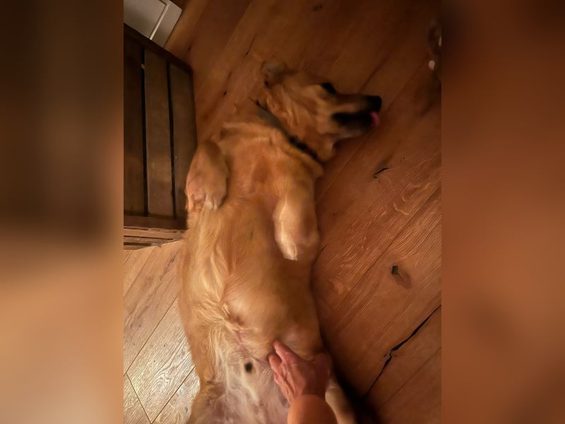 Beau - Notfall - erfahrene PS oder ES gesucht