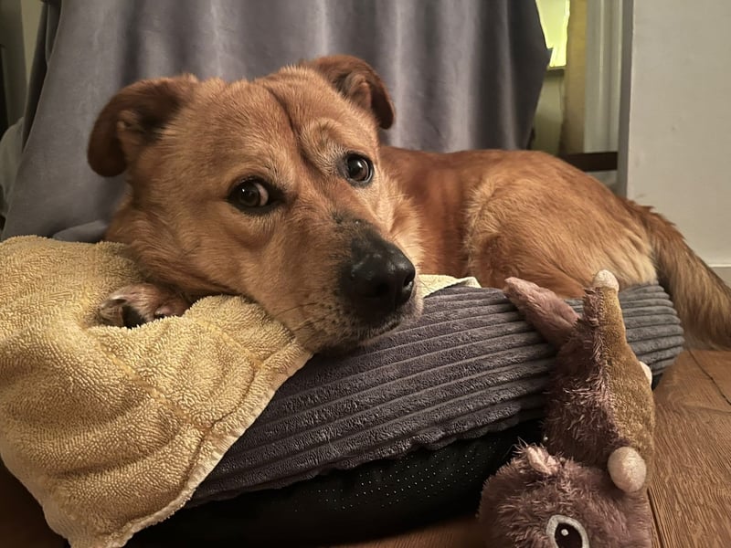 Beau - Notfall - erfahrene PS oder ES gesucht