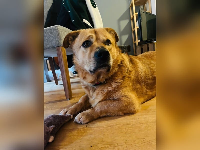 Beau - Notfall - erfahrene PS oder ES gesucht