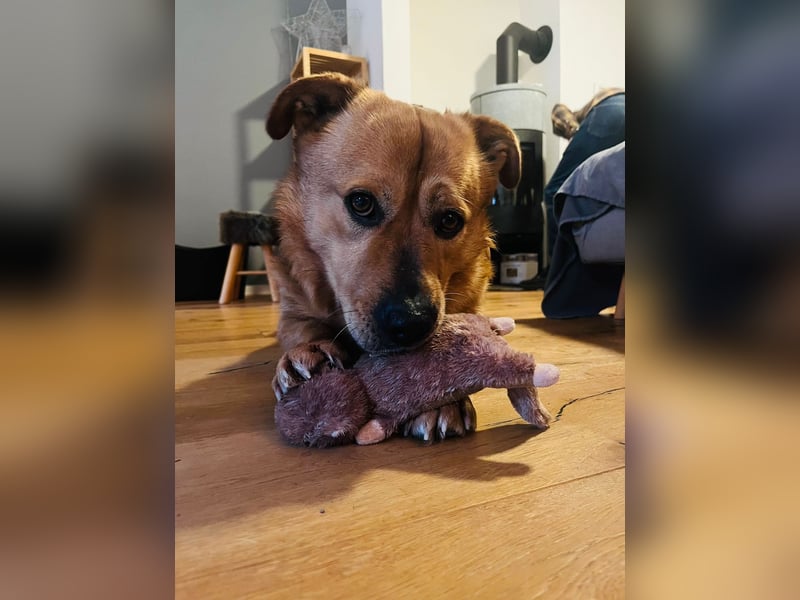 Beau - Notfall - erfahrene PS oder ES gesucht