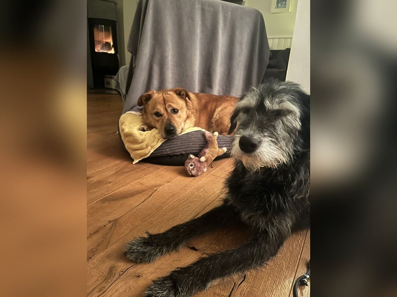 Beau - Notfall - erfahrene PS oder ES gesucht