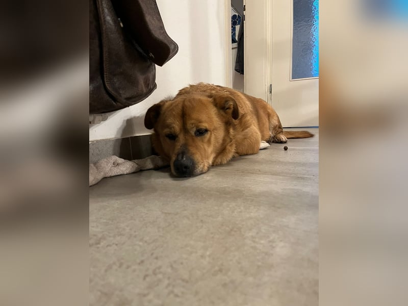 Beau - Notfall - erfahrene PS oder ES gesucht