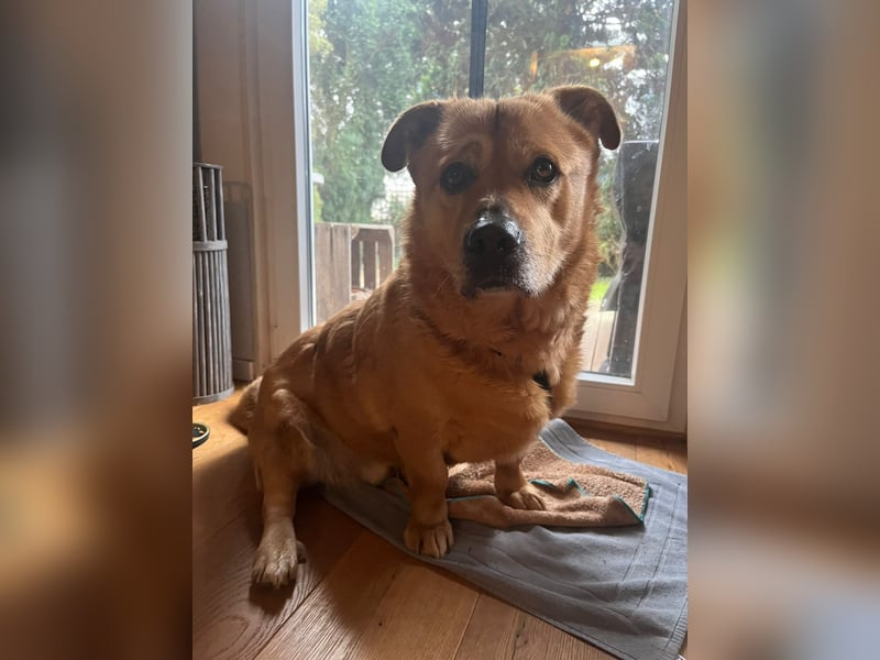 Beau - Notfall - erfahrene PS oder ES gesucht