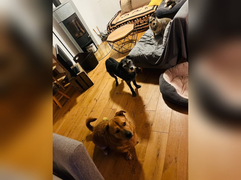 Beau - Notfall - erfahrene PS oder ES gesucht