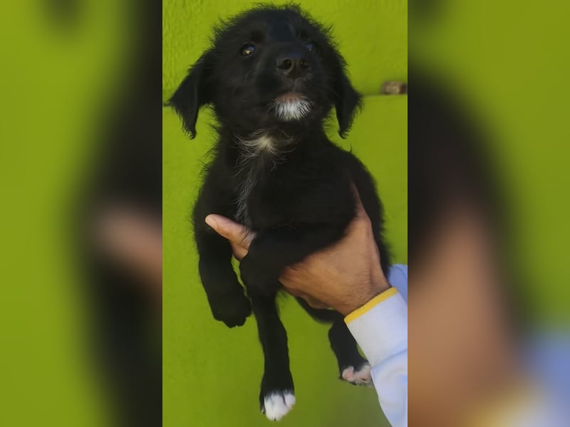 Benny - könnte schon bald auf große Reise gehen
