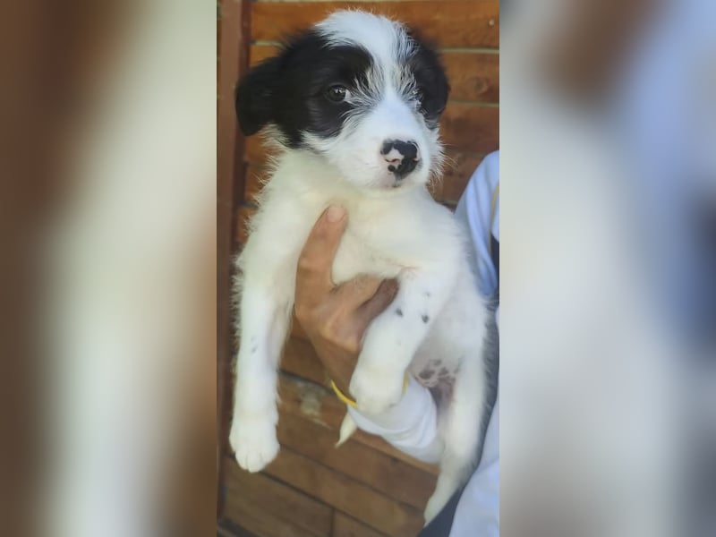 Fiona - hatte Glück im Unglück