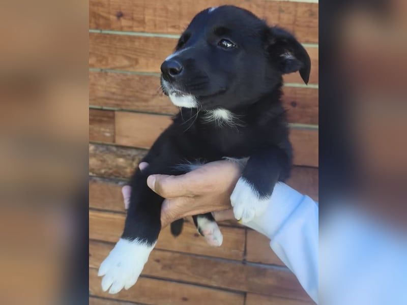 Josie - könnte schon bald auf große Reise gehen